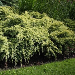 Borievka šupinatá (Juniperus squamata) ´DREAM JOY´ - výška 15-25cm, kont. C2L